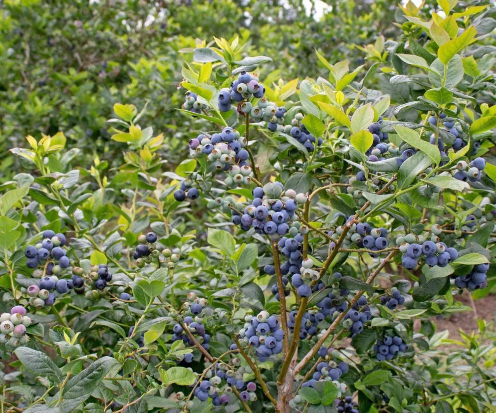 zdrowa borówka amerykańska w ogrodzie, towarzyszące rośliny