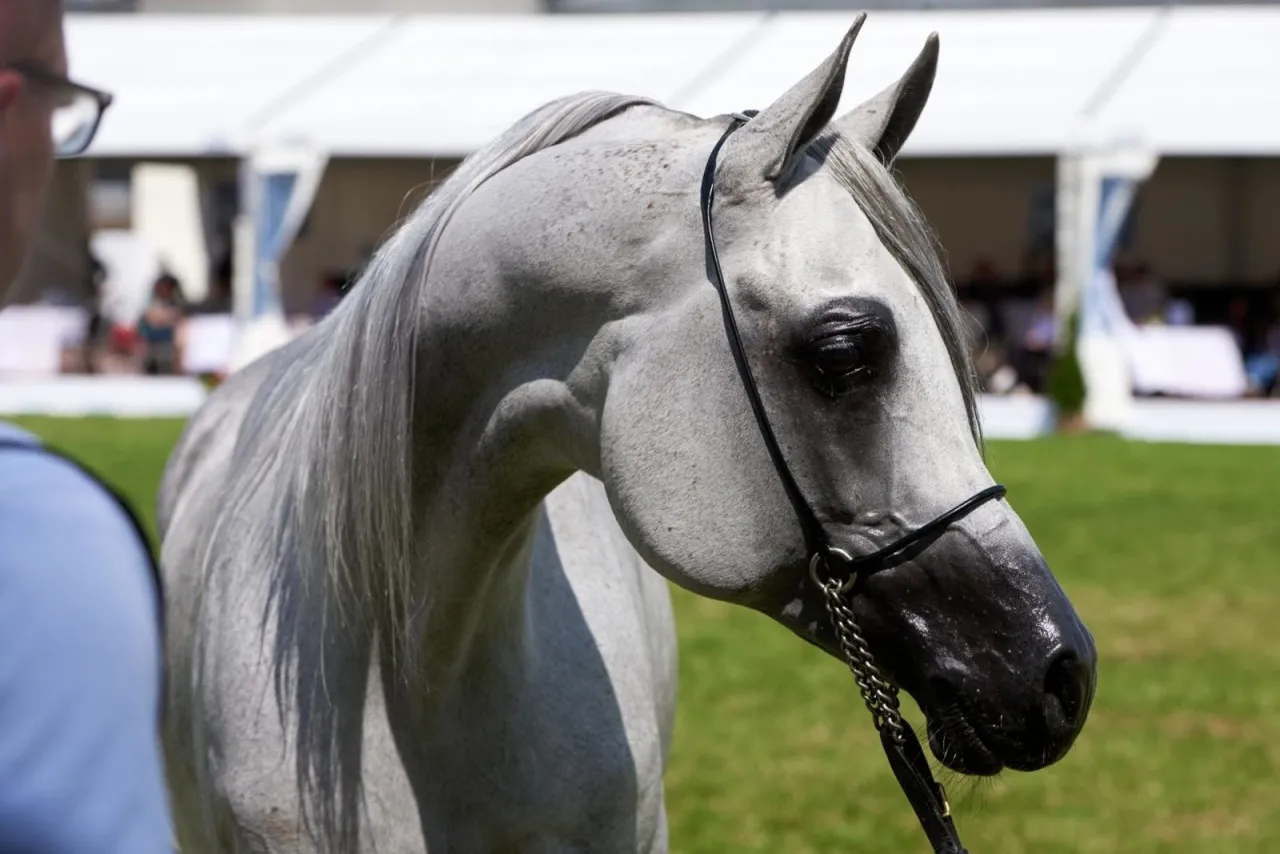 Konie arabskie Jan&oacute;w Podlaski pastwisko