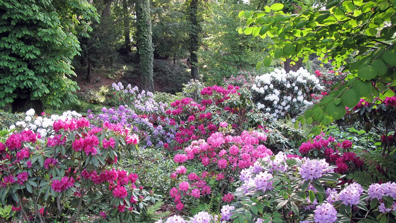 Arboretum Wojsławice kwitnące rododendrony