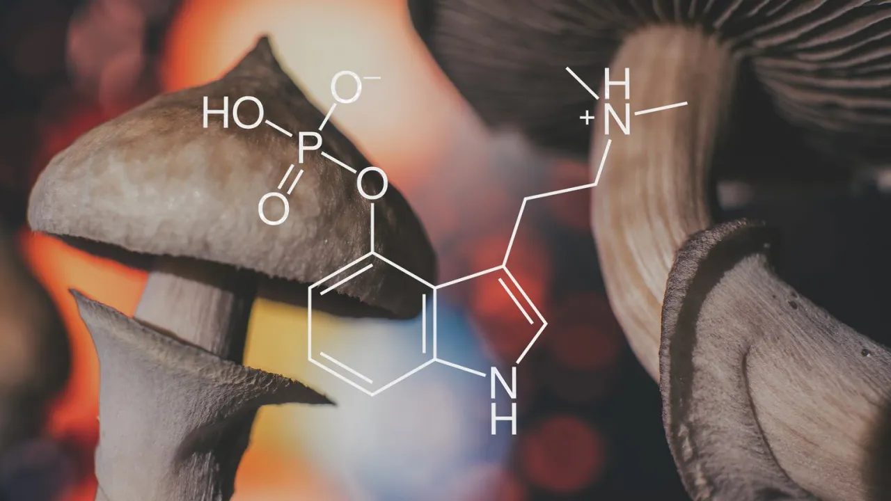 Łysiczka lancetowata Wielka Brytania