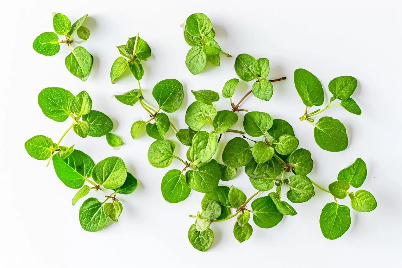 Por&oacute;wnanie liści oregano i majeranku