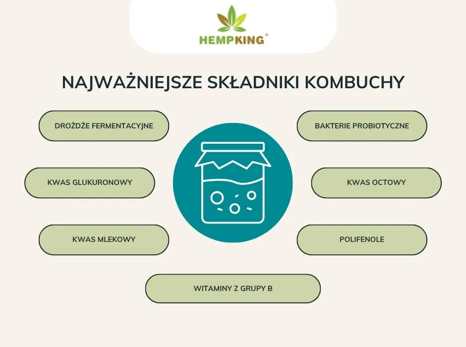 korzyści zdrowotne kombuchy infografika
