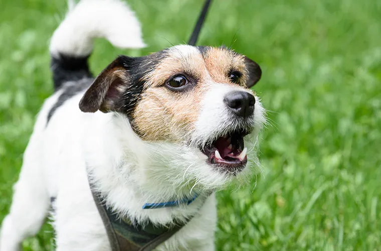 szczeniak piszczący szczekający