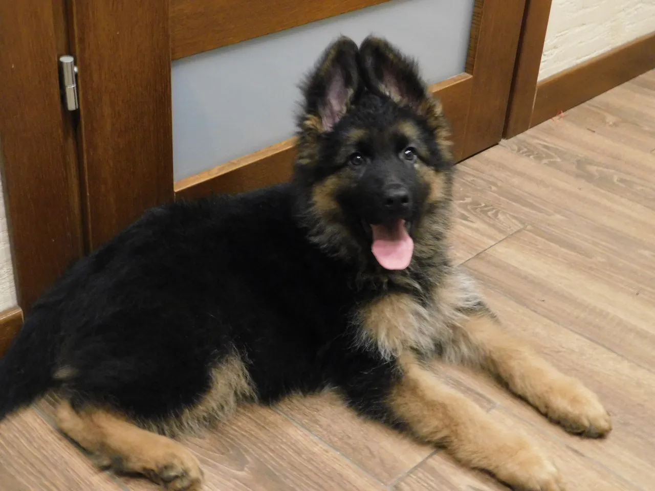 owczarek niemiecki długowłosy szczeniak hodowla