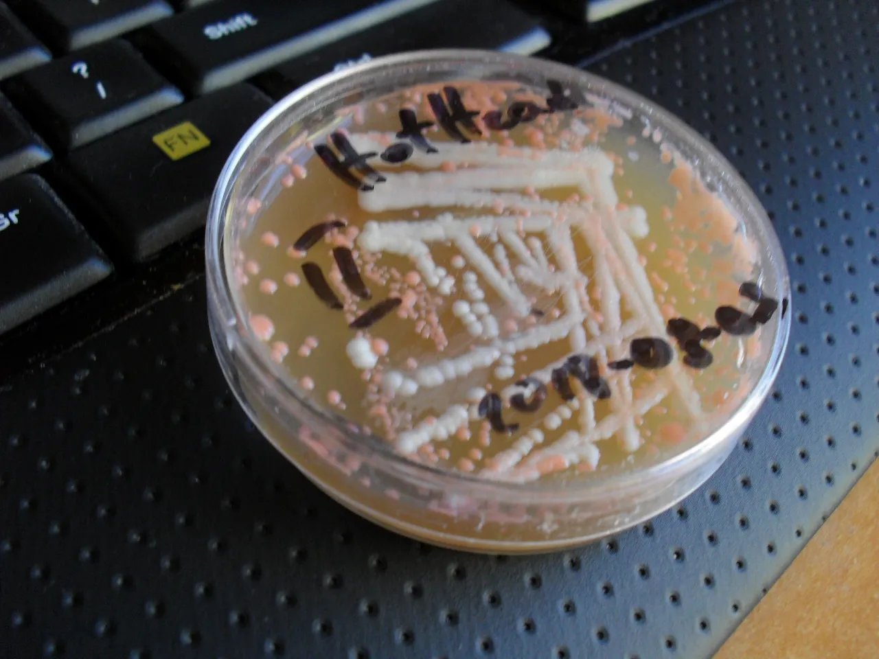 szalki petriego z hodowlami bakterii