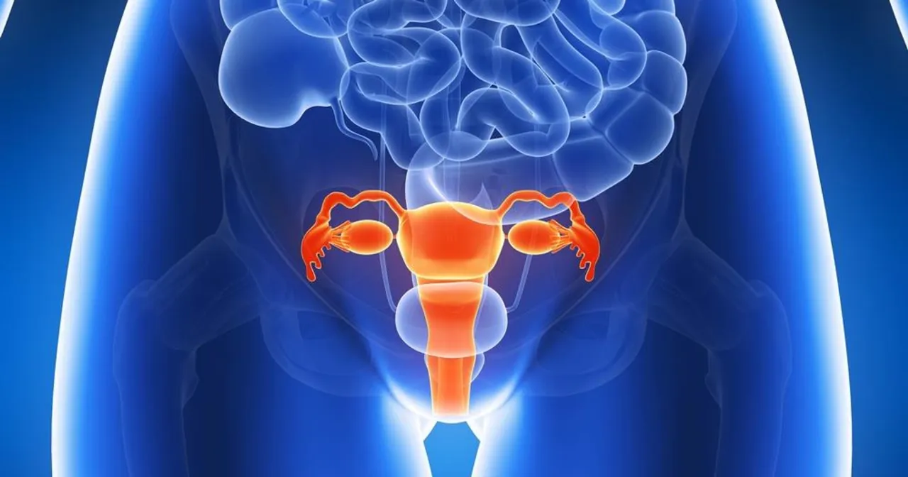 przeszczep macicy schemat