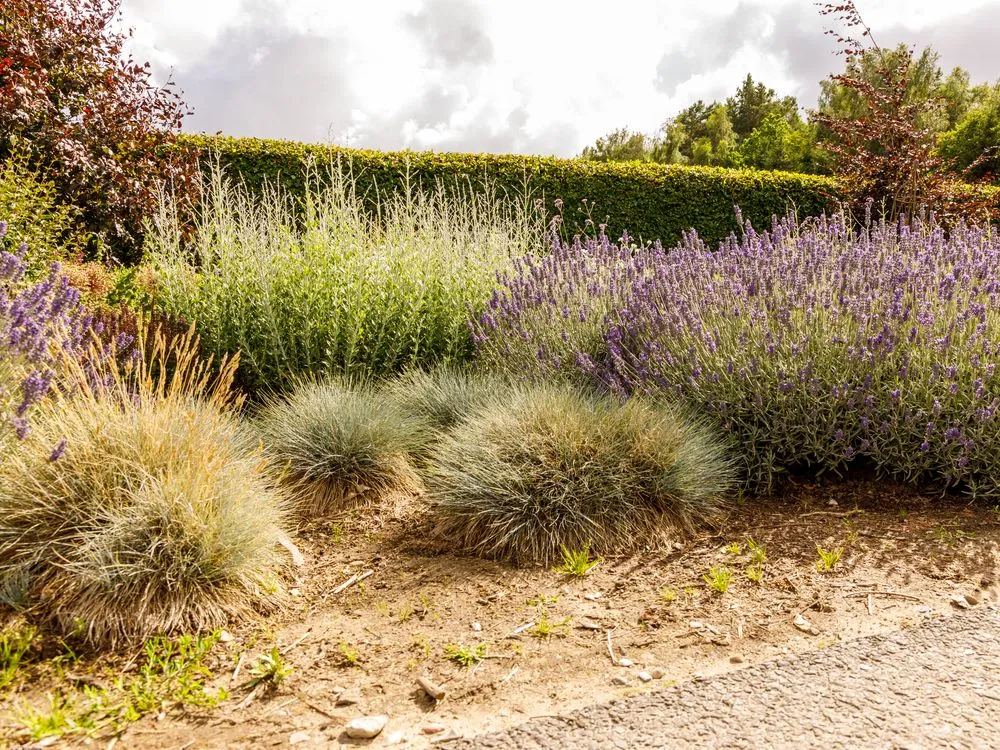 rabata roślin odpornych na suszę