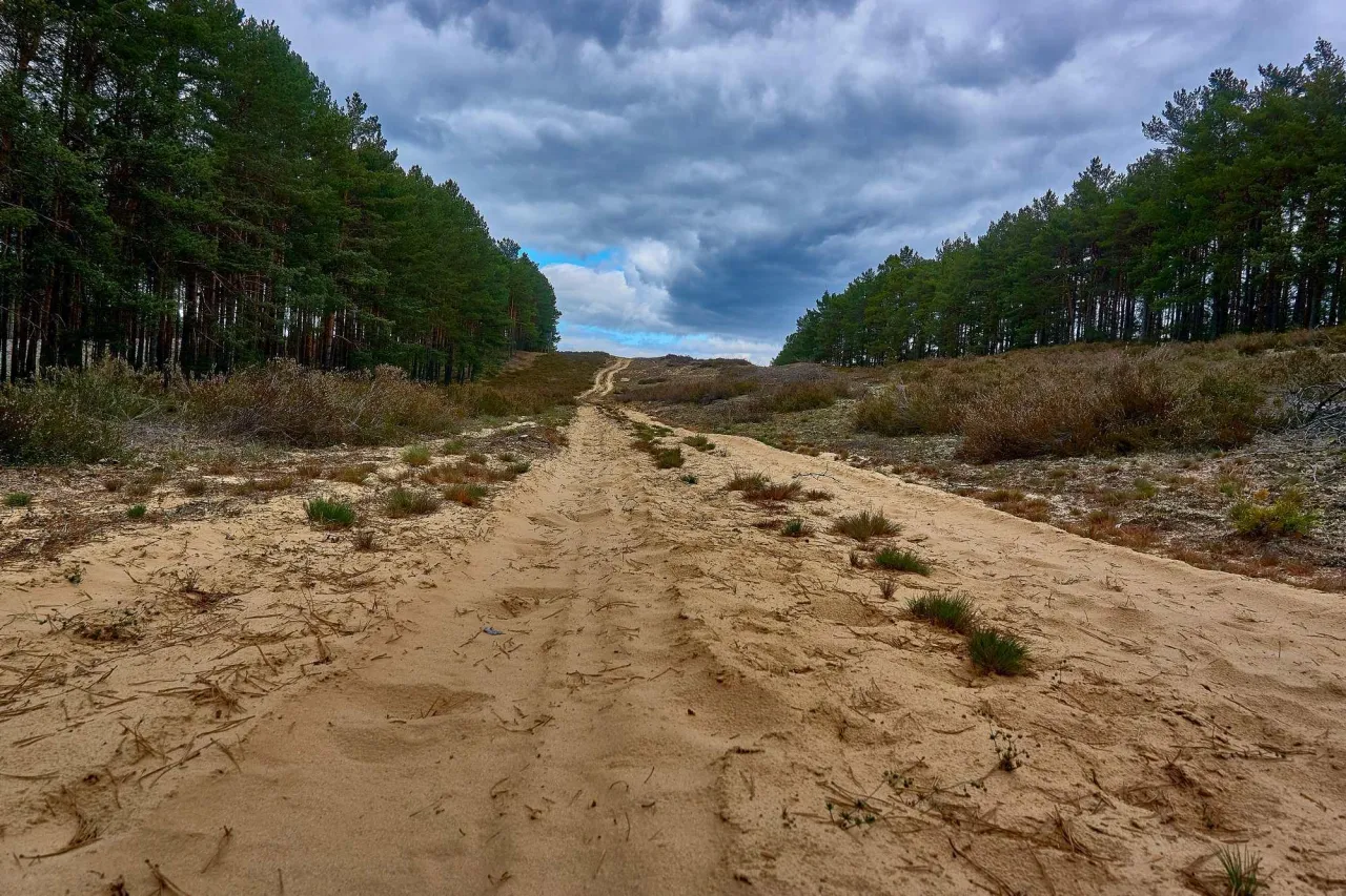 Puszcza Notecka wydmy śródlądowe