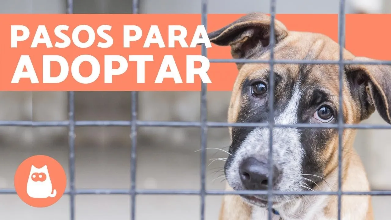 Zdjęcie Cómo adoptar un perro: evita errores comunes y encuentra tu compañero ideal