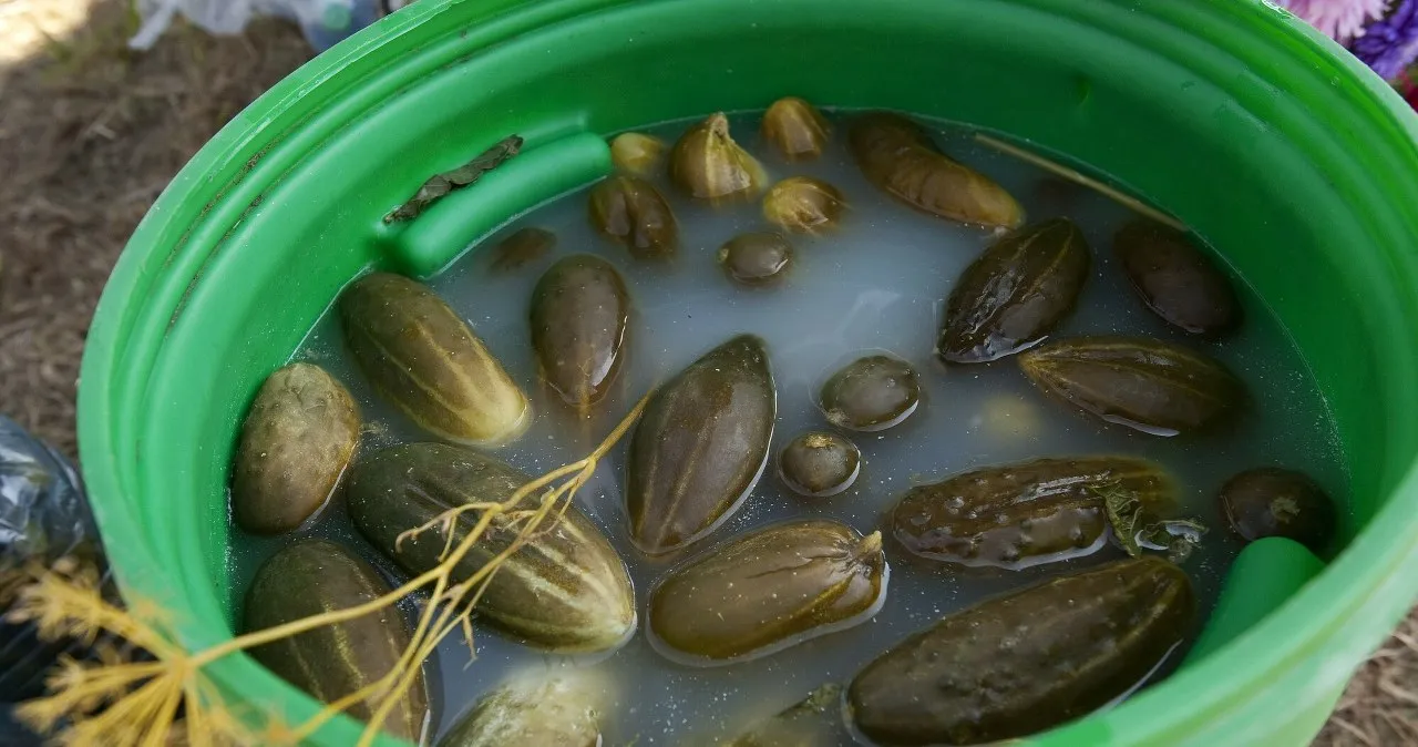 problemy z kiszonymi ogórkami