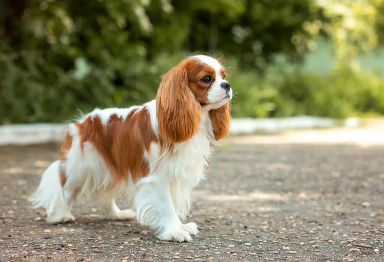 Cavalier King Charles Spaniel linienie