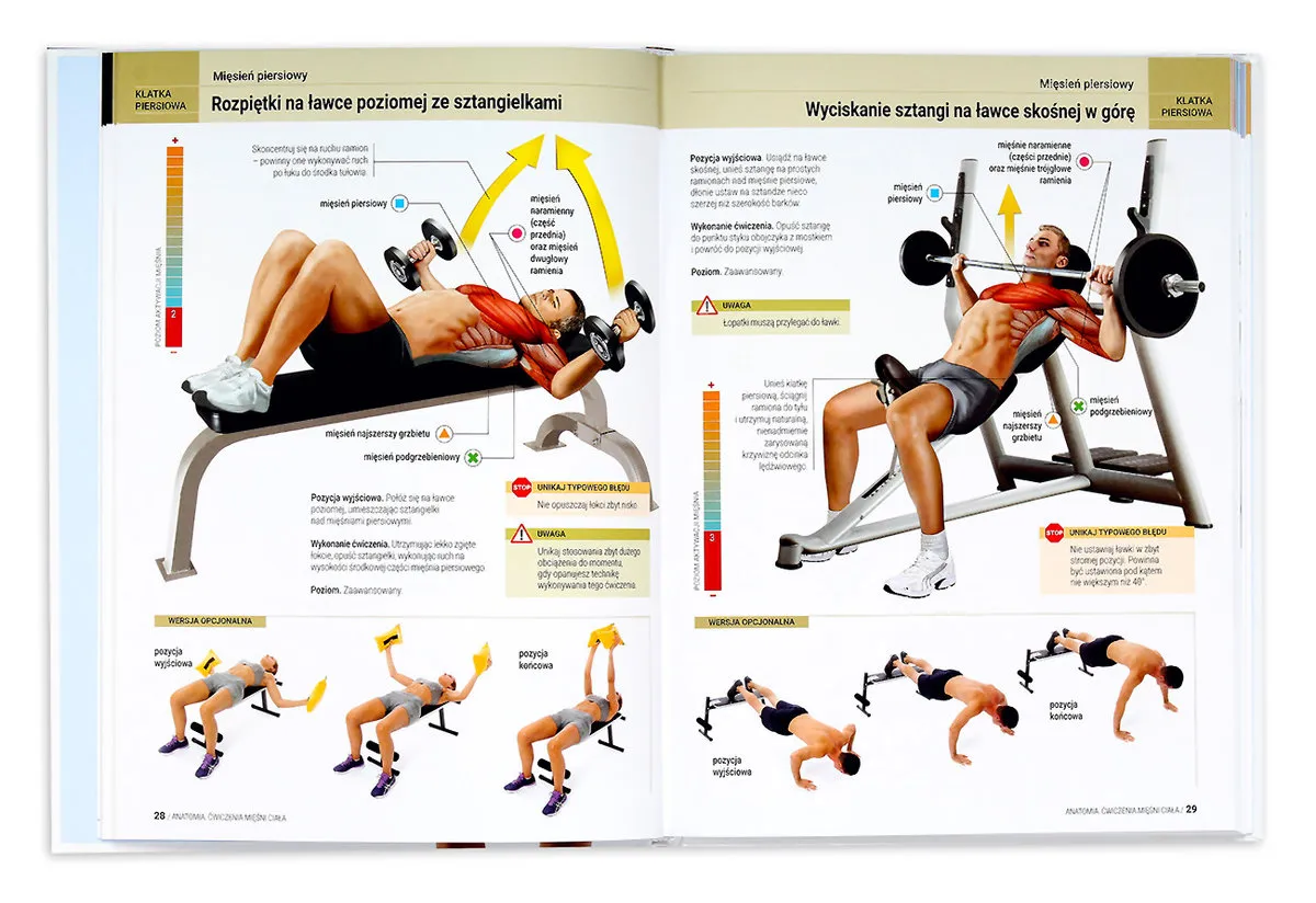 anatomia mięśni trening siłowy