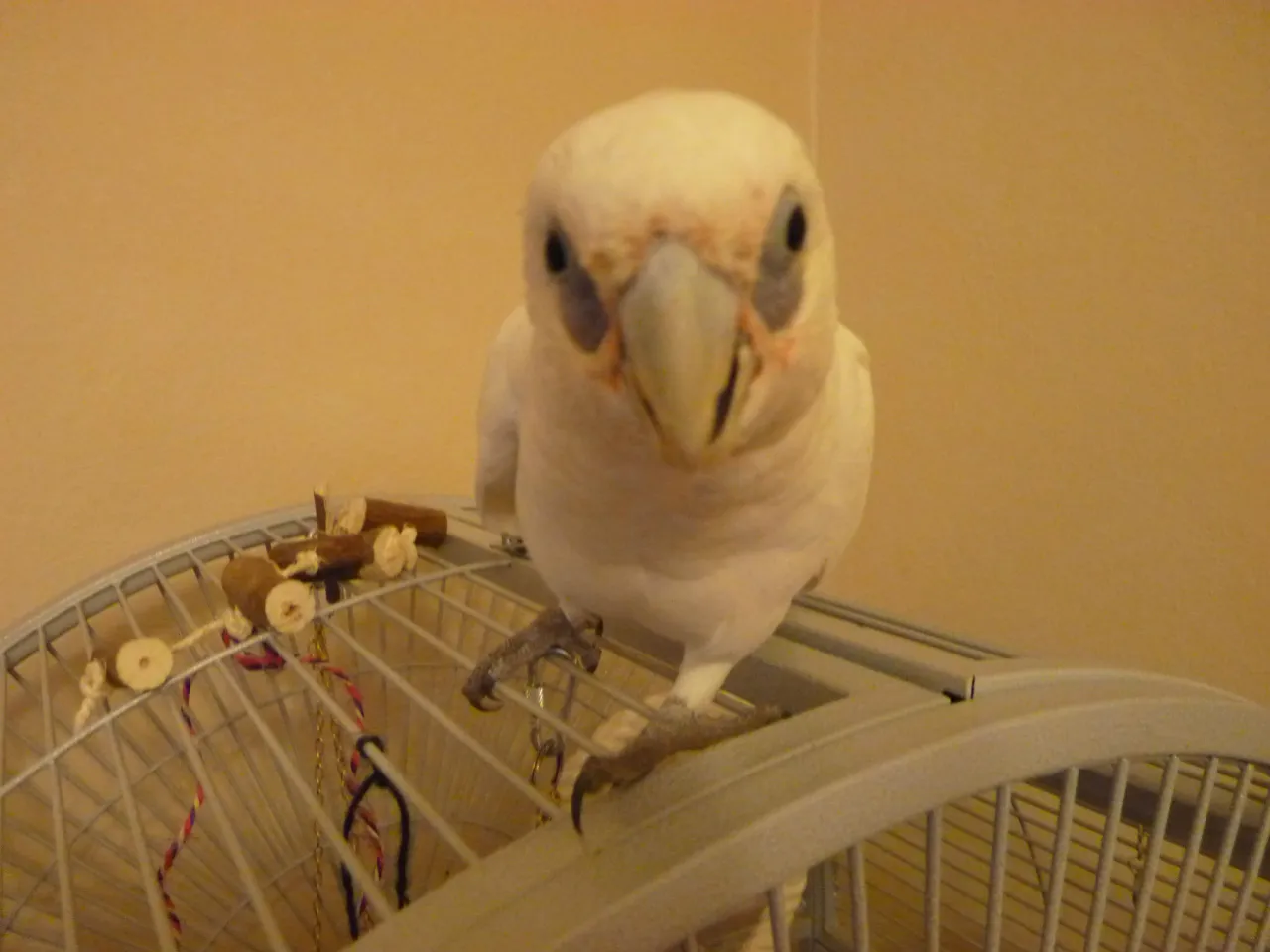 Człowiek bawiący się z papugą poza klatką