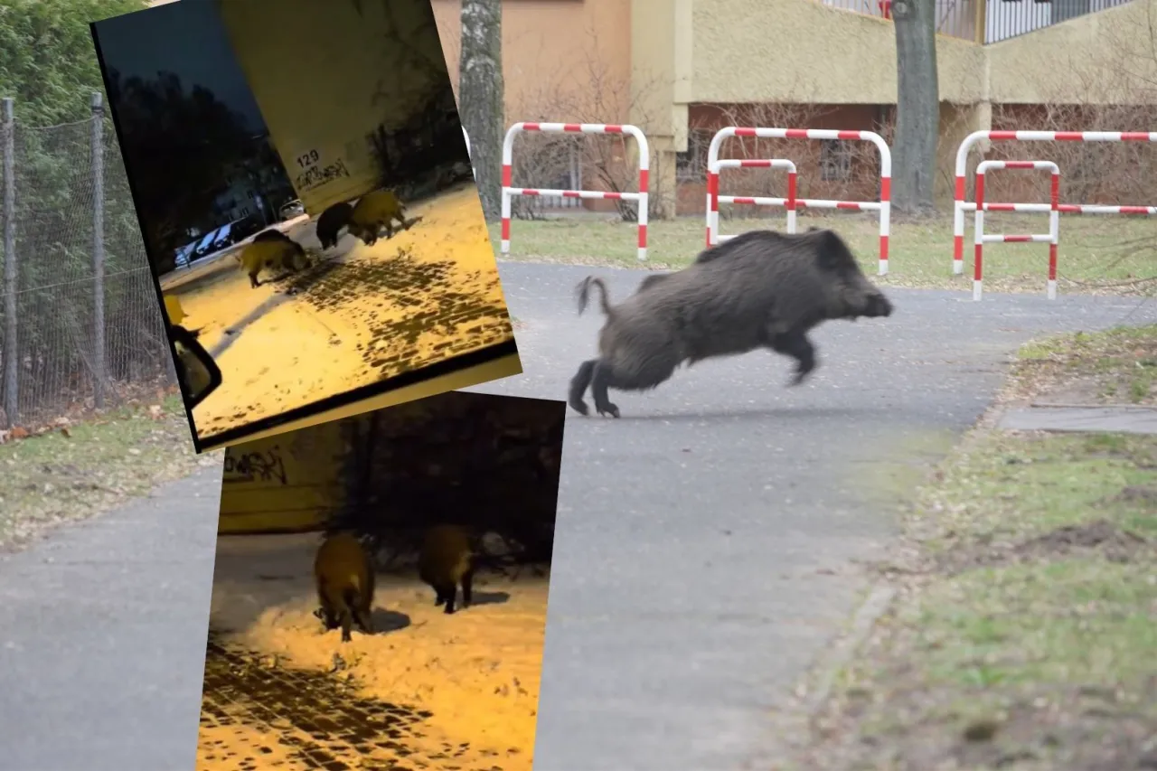 dzik na osiedlu w dzień