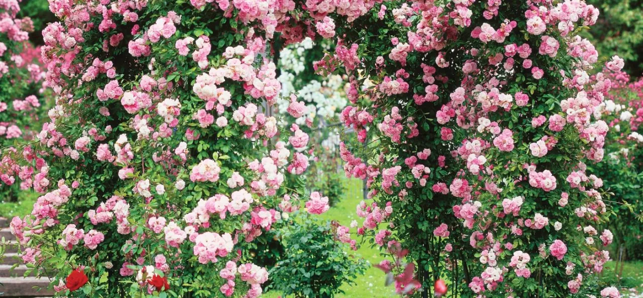 świeżo posadzona róża pnąca z kopczykiem