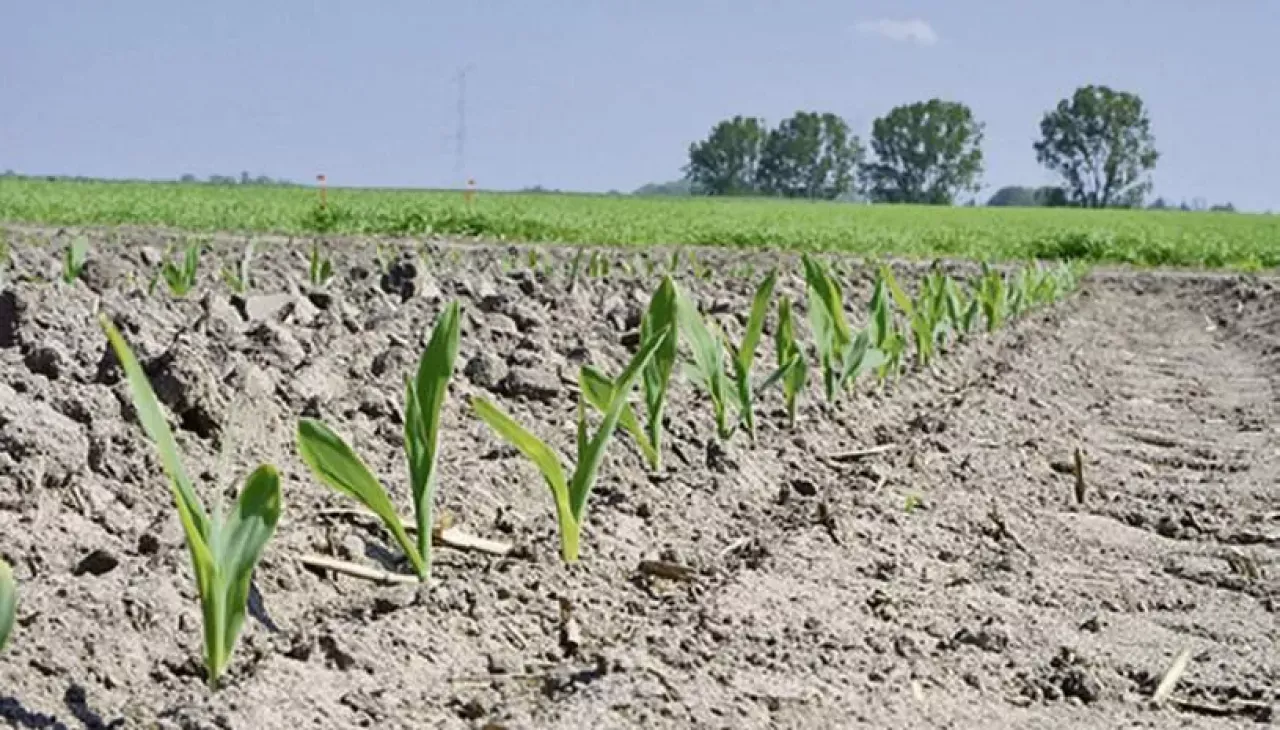 kukurydza faza 4-6 liści