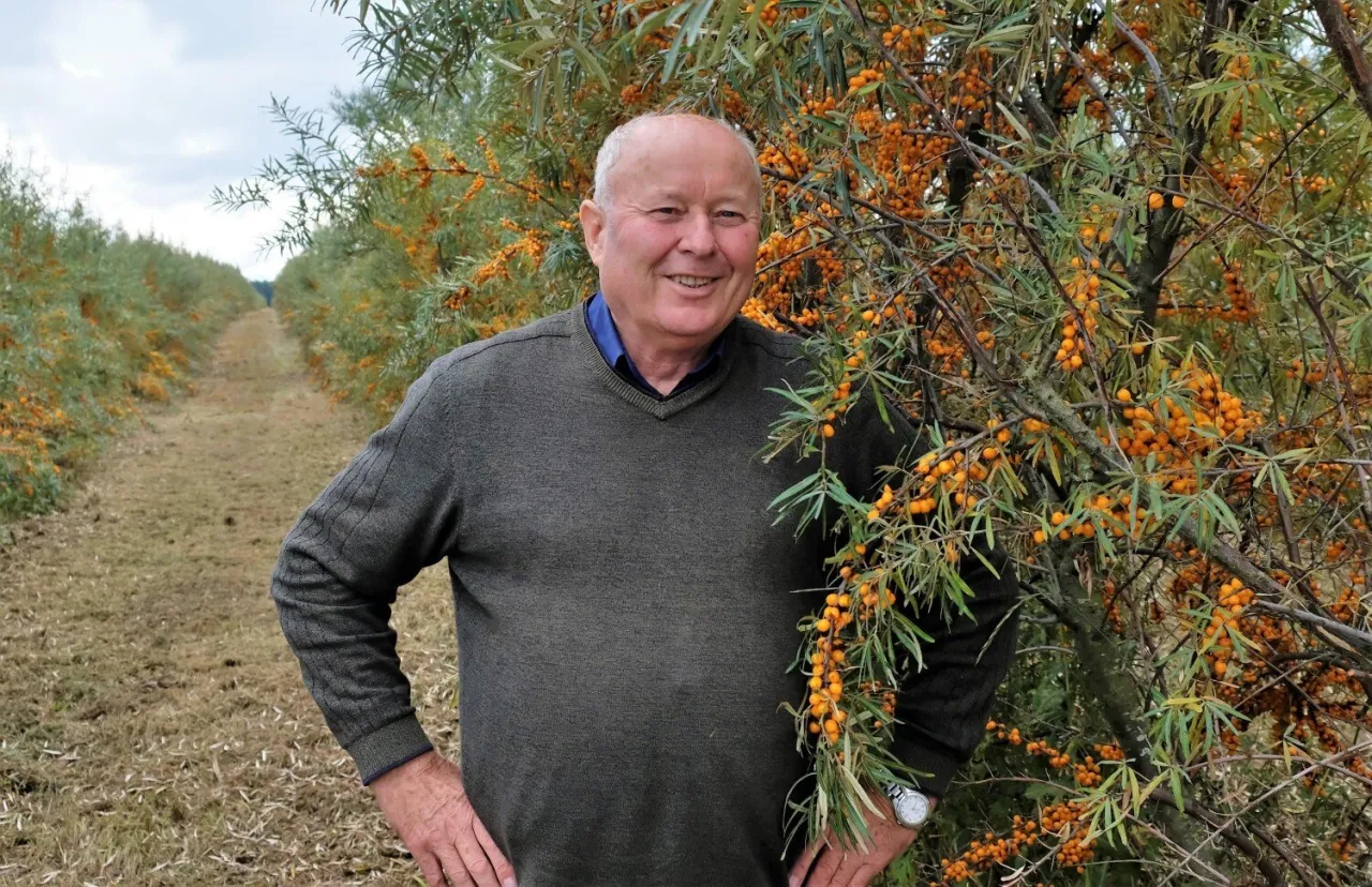 Aronia i rokitnik na słabych glebach