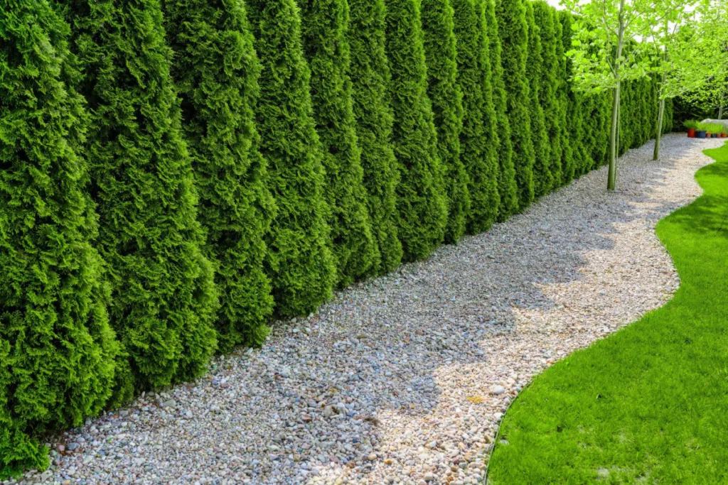 tuje szmaragd rozstaw żywopłot porównanie