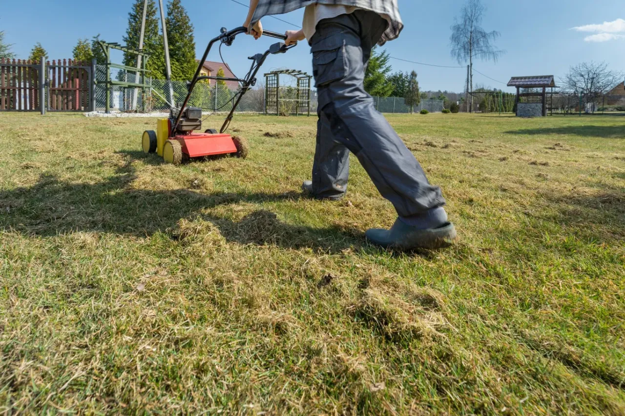 Osoba w ogrodowych spodniach i kaloszach pracuje wertykulatorem, który usuwa filc z trawnika po zimie.