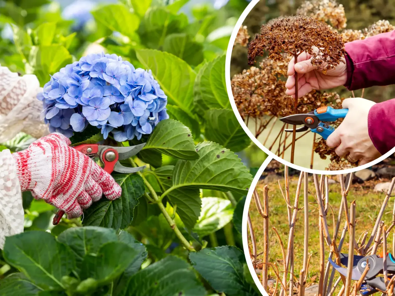Przycinanie hortensji: ręka w rękawiczce z sekatorem przy niebieskiej kępie, przycinanie uschniętych kwiatostan&oacute;w i pęd&oacute;w.