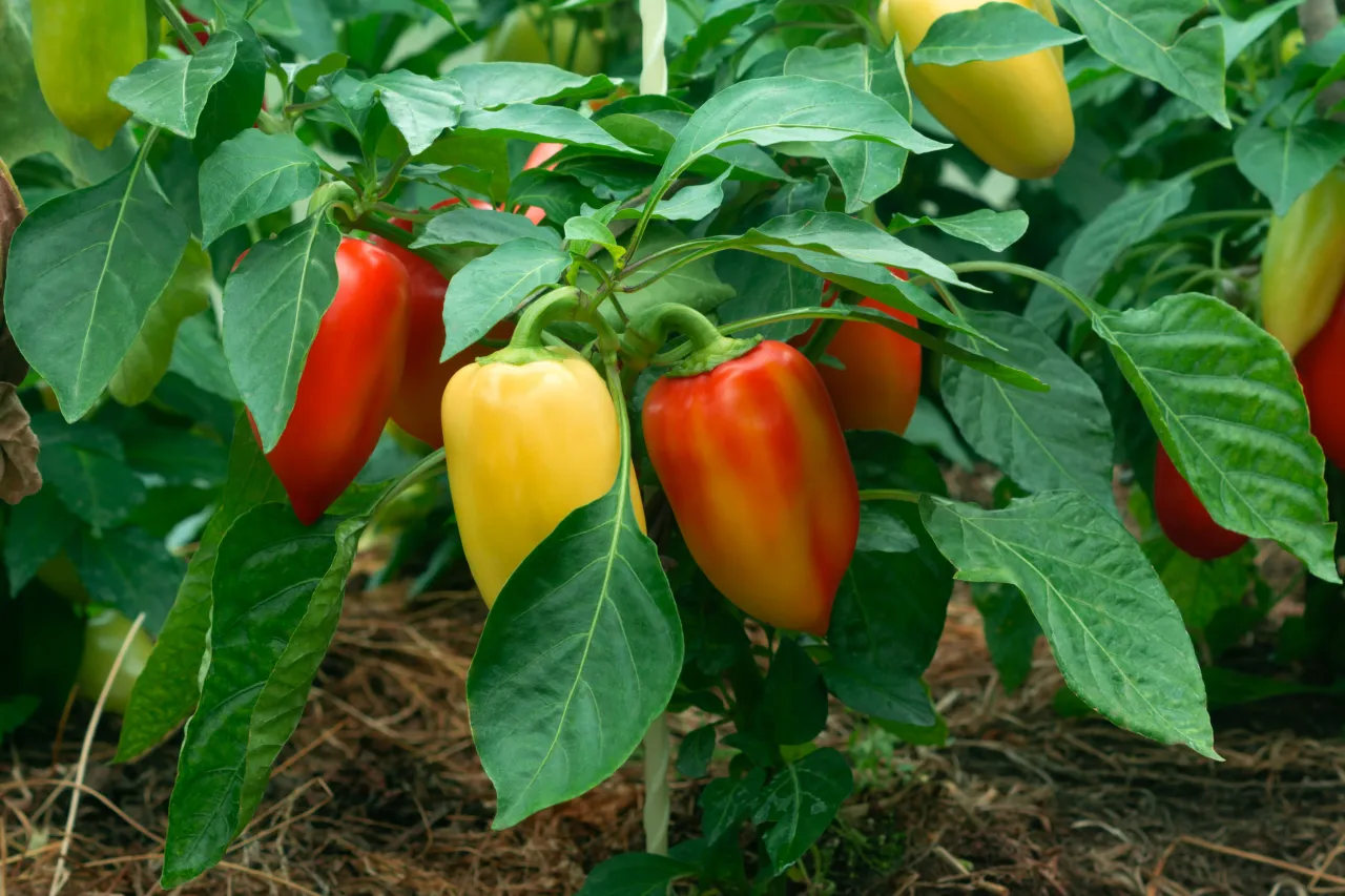 optymalne warunki kwitnienia papryki
