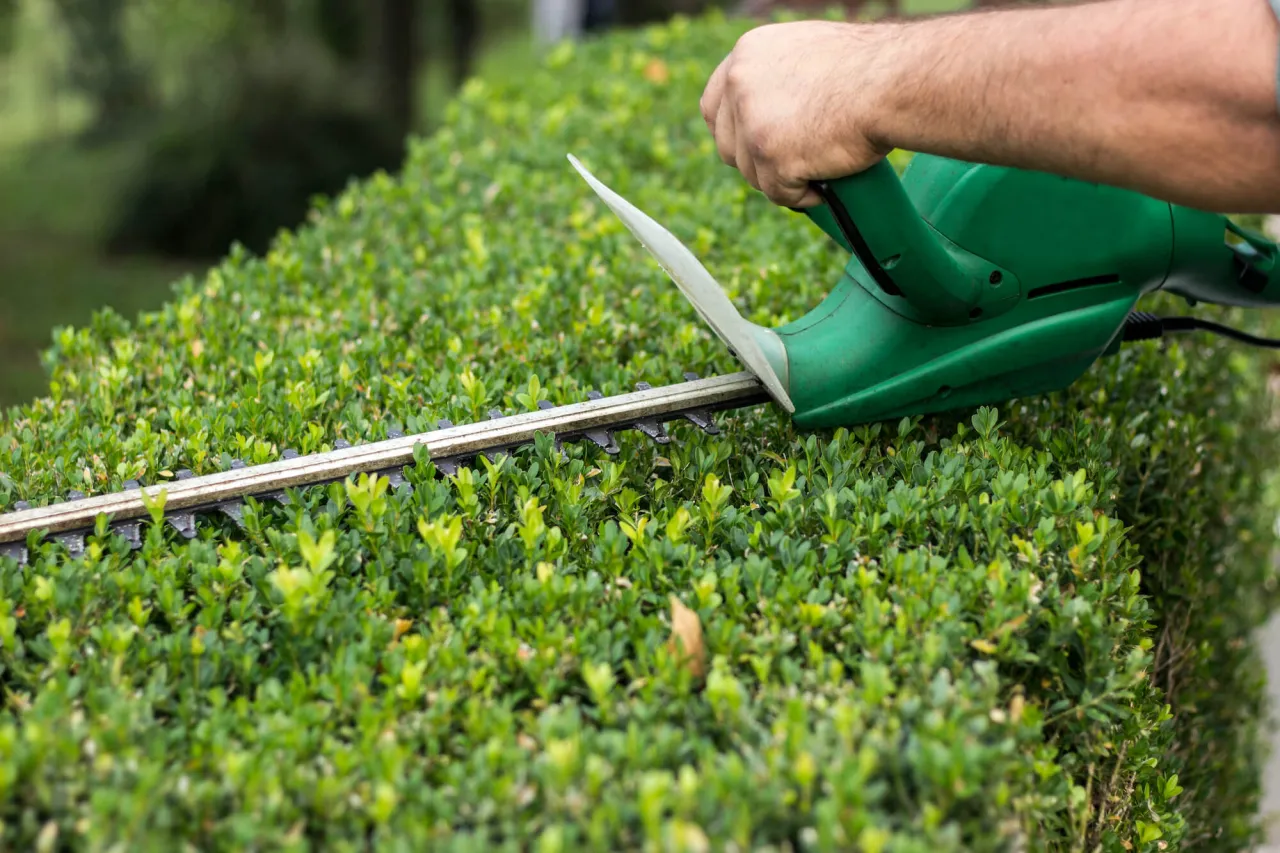 przepisy prawne żywopłot kodeks cywilny