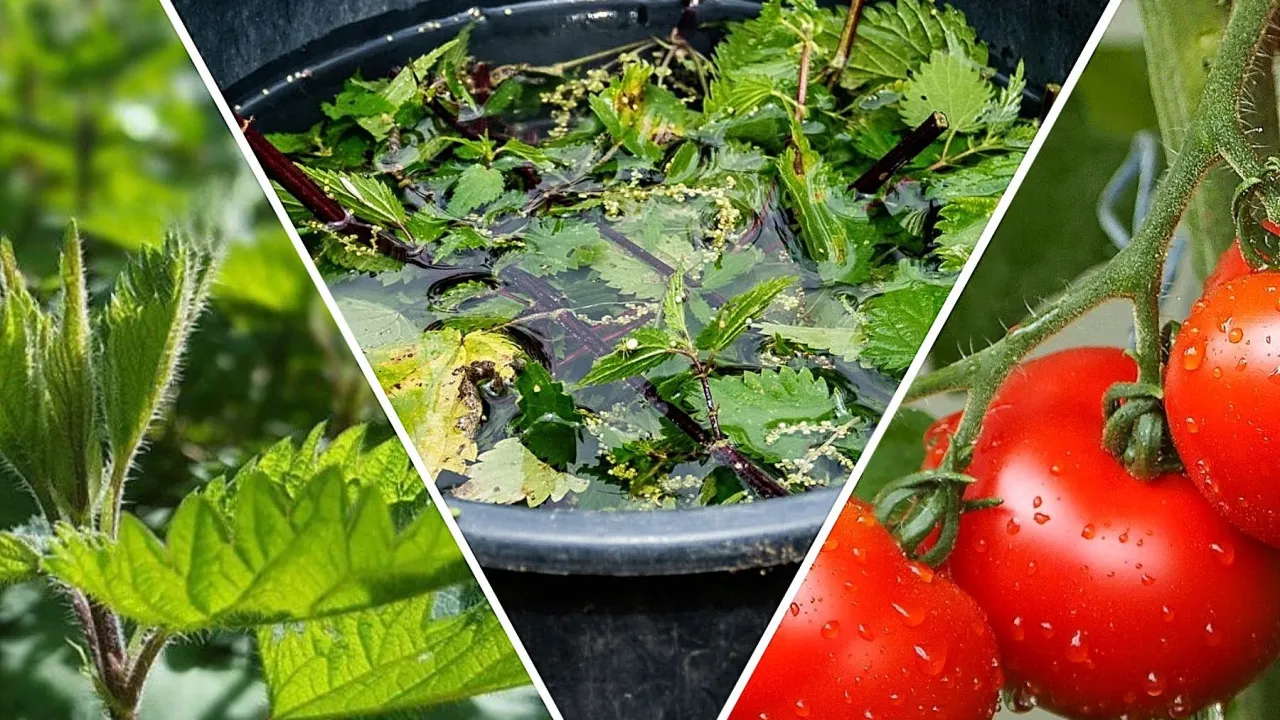 pomidory nawożone gnojówką z pokrzyw