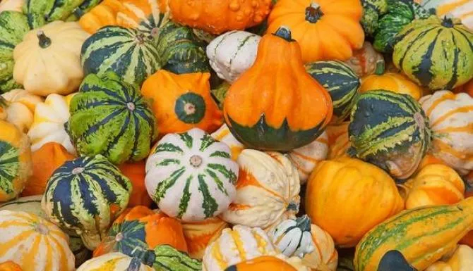 Różne odmiany dyni do uprawy