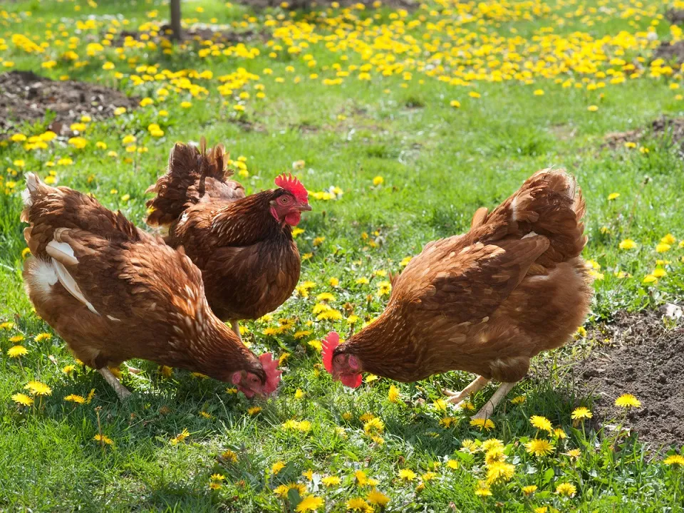 naturalne metody odrobaczania kur