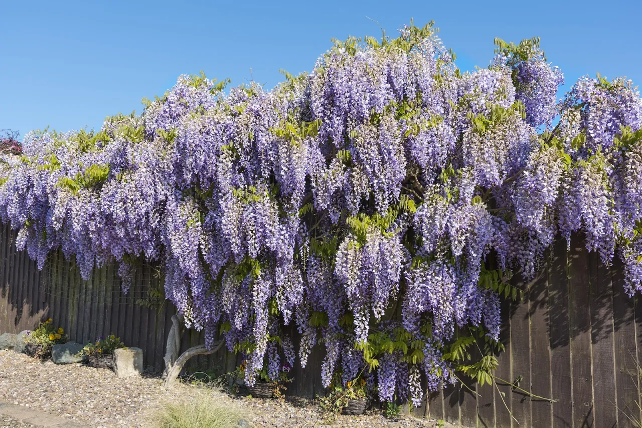 Glicynia w pełnym rozkwicie