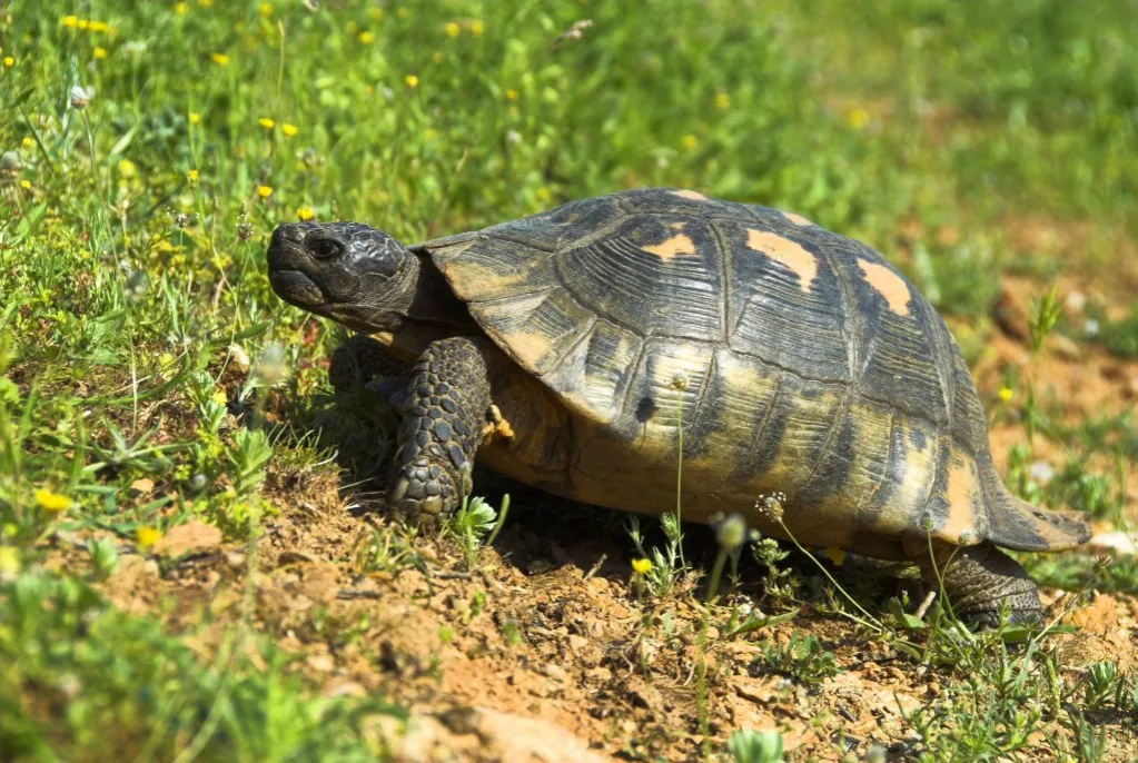 żółw stepowy grecki obrzeżony