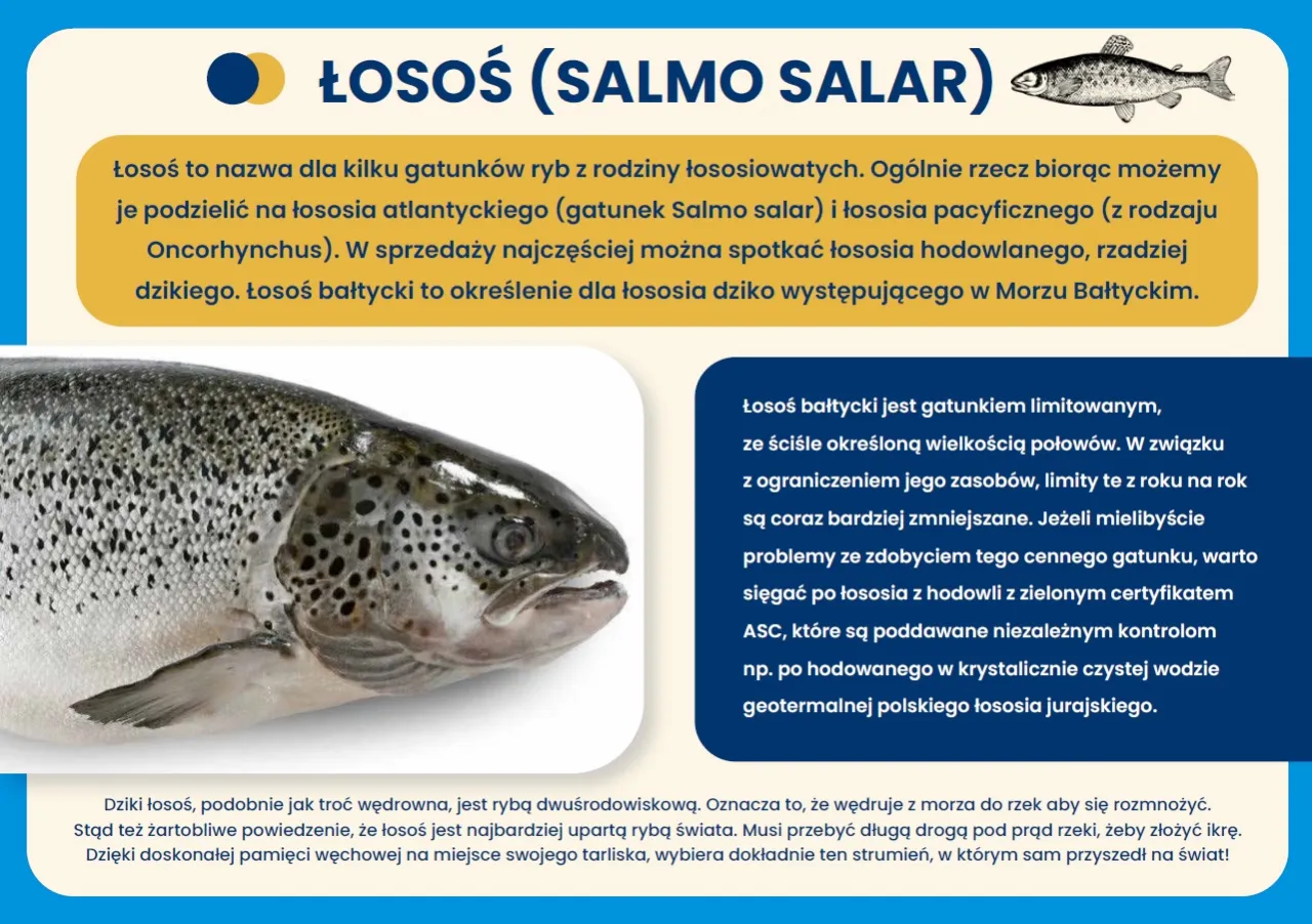 r&oacute;żne gatunki ryb bałtyckich