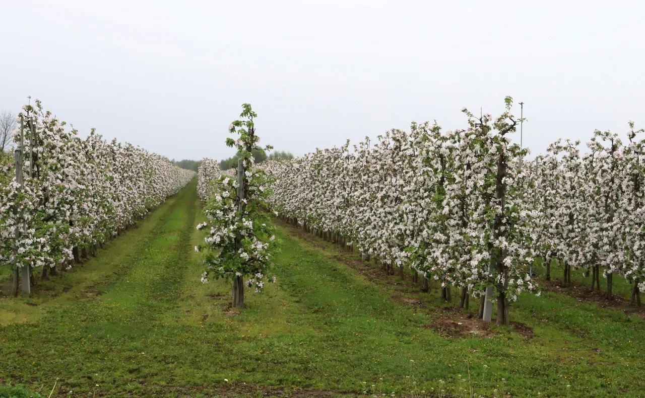 Rzędy kwitnących jabłoni tworzą biały dywan. To piękny widok, kiedy kwitną jabłonie, zapowiadający obfite plony.