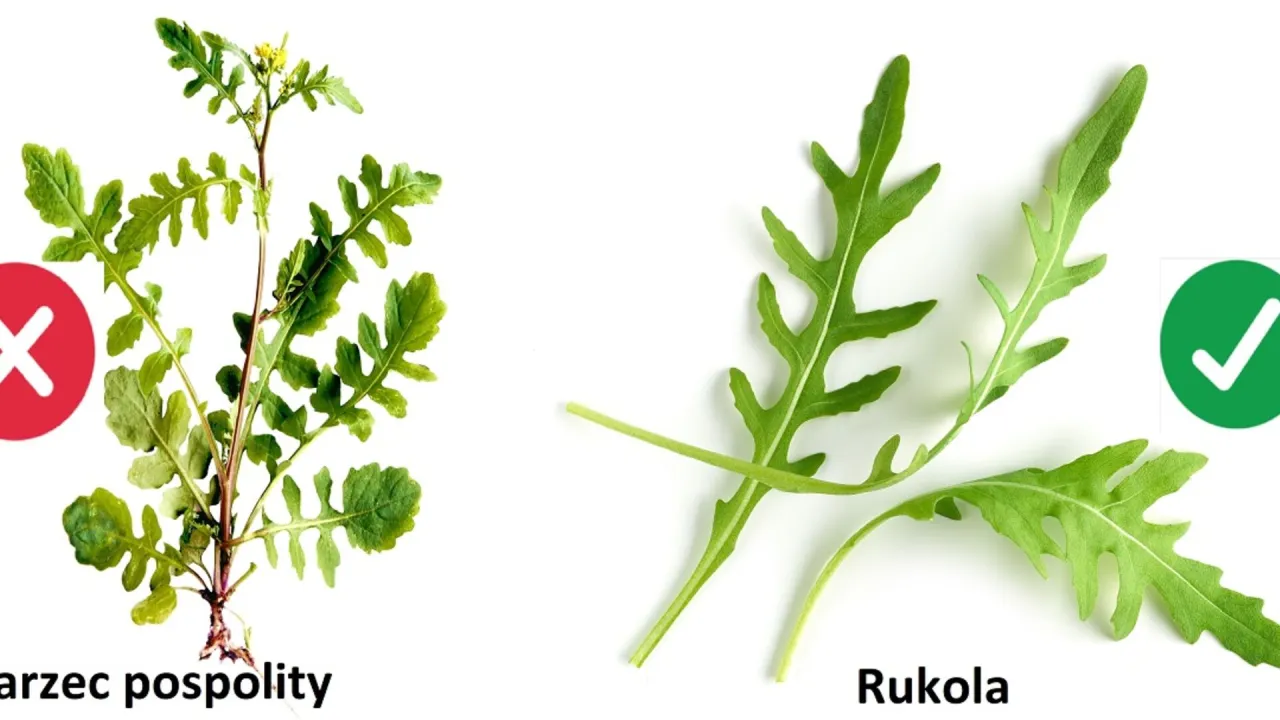 Trujące chwasty w ogrodzie