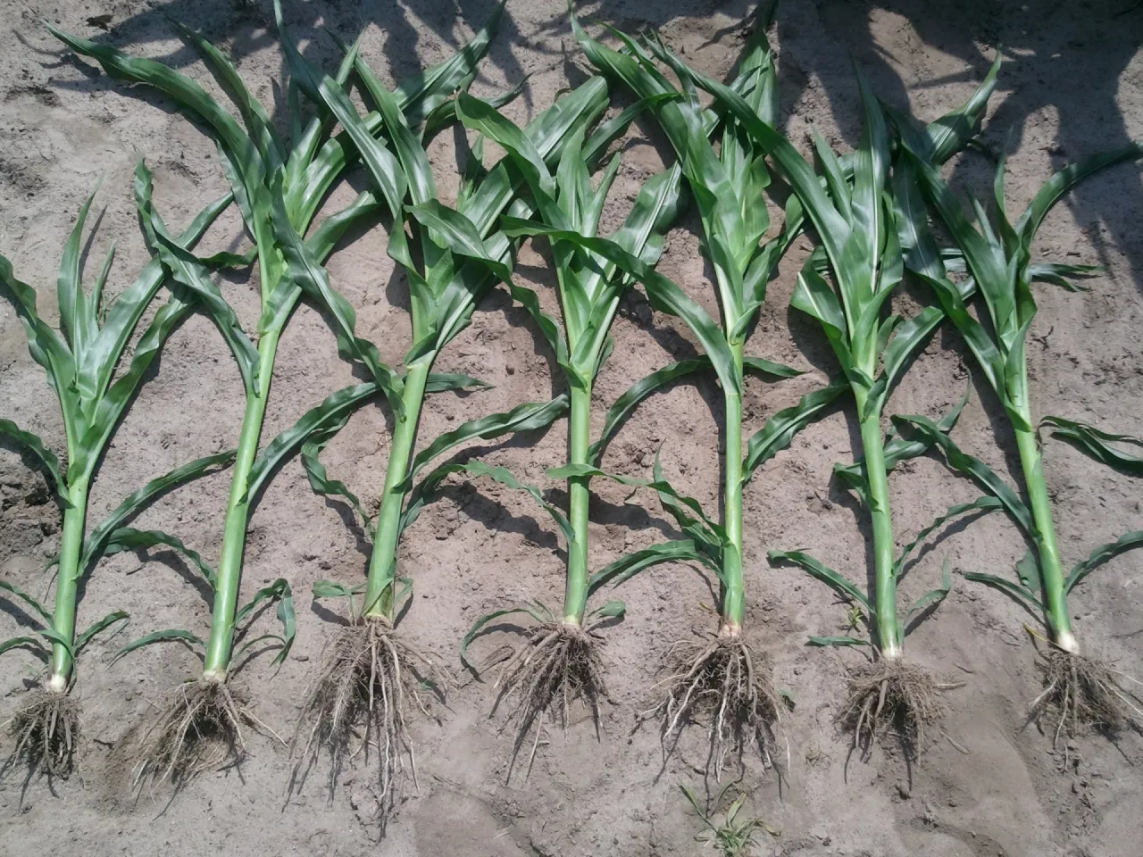 Młode rośliny kukurydzy z dobrze rozwiniętym systemem korzeniowym. Dyskusja na forum: jakie nawozy pod kukurydzę?