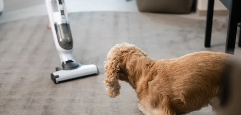 r&oacute;żne typy odkurzaczy do sierści psa