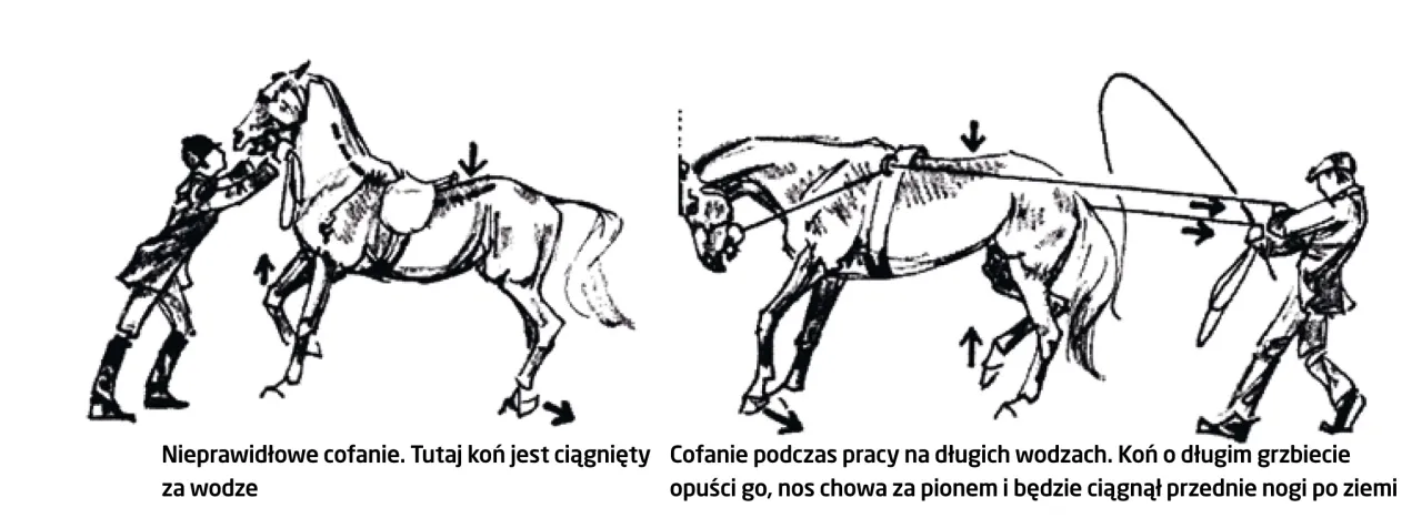 ćwiczenia z koniem z ziemi