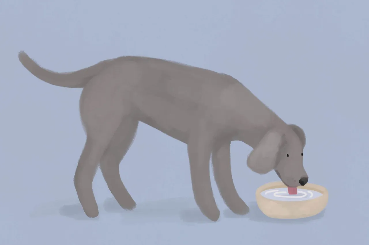 Trzustka psa schemat cukrzyca