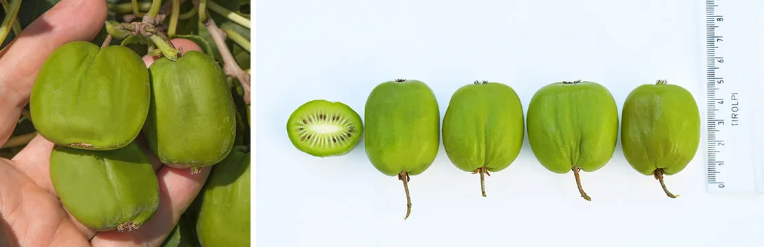 r&oacute;żne odmiany kiwi actinidia arguta