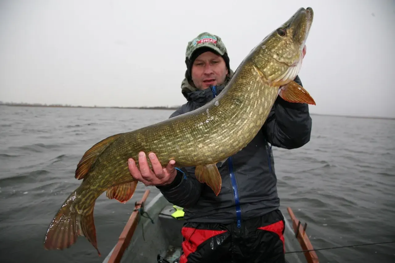 Jezioro Orłowskie ryby gatunki, szczupak okoń leszcz karp