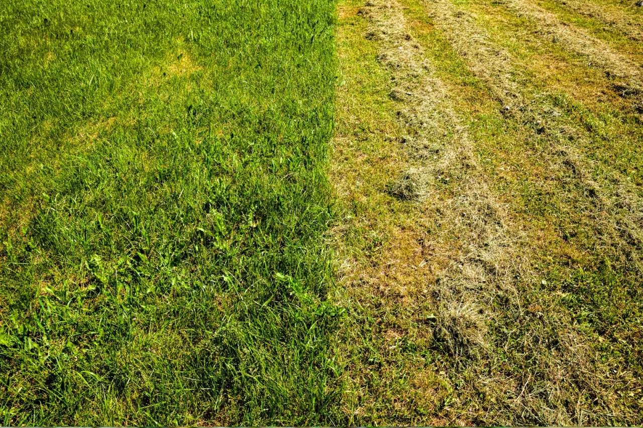 regeneracja trawnika po zimie