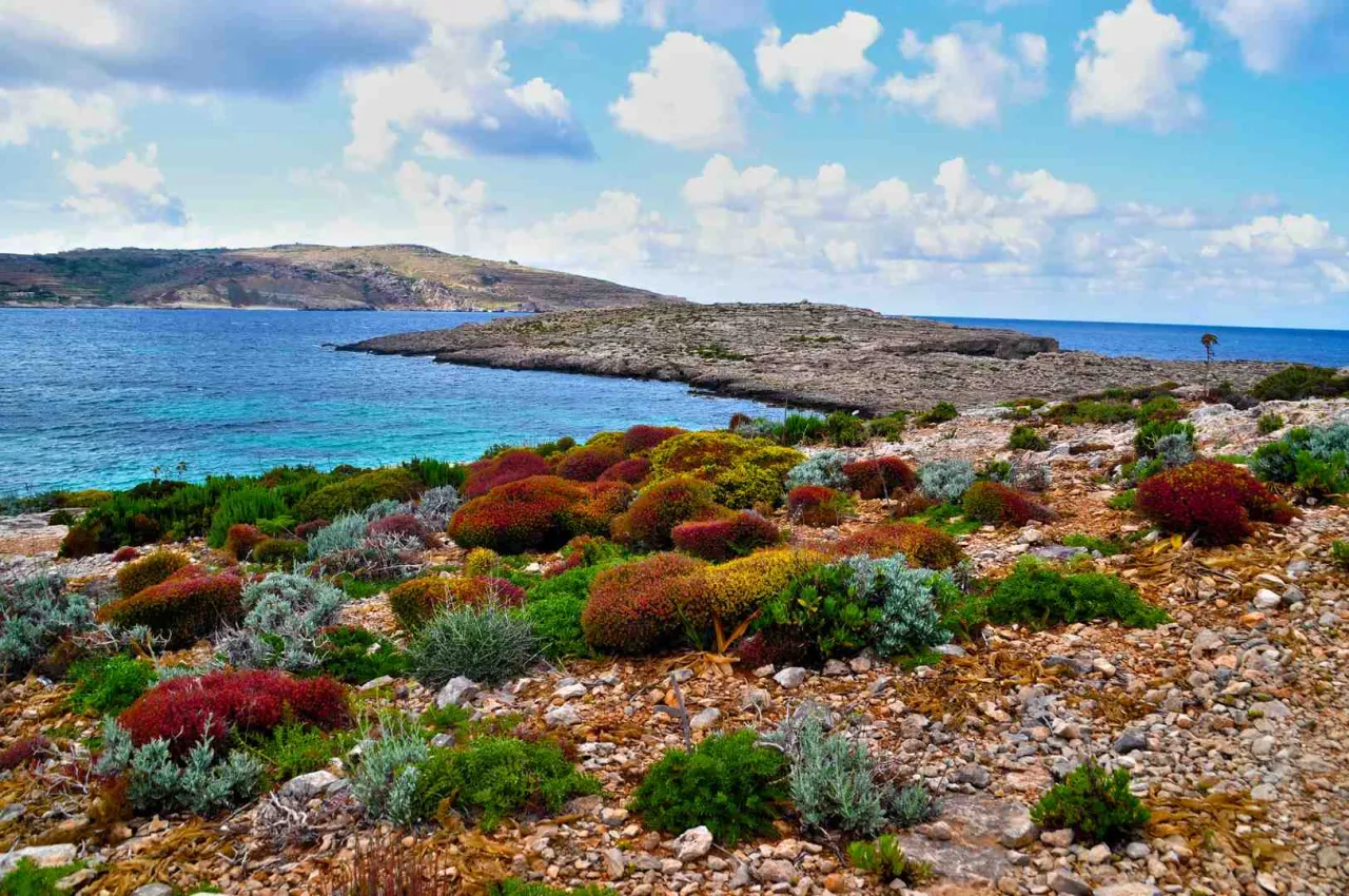 Kolorowe krzewy na skalistym wybrzeżu, błękitne morze. Gdzie cieplej w marcu Cypr czy Malta? Tu jest pięknie!