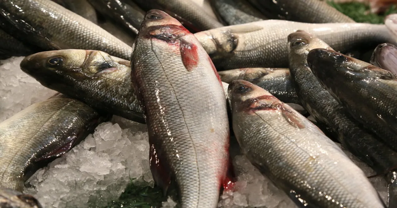 świeża ryba z zalewu wiślanego frombork