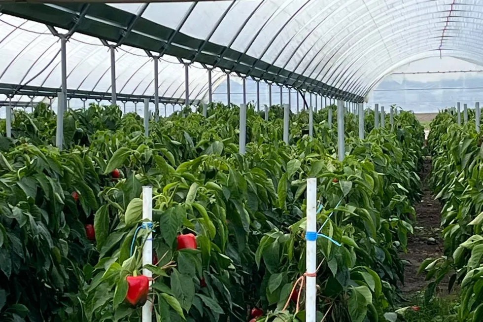 Zdjęcie Jak uprawiać paprykę: skuteczne metody i tajemnice sukcesu w ogrodzie