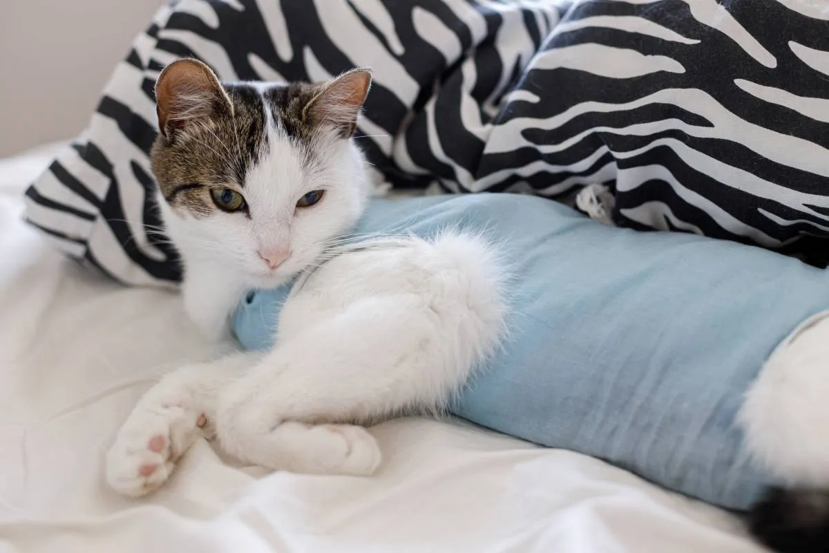 kotka po sterylizacji szczęśliwa