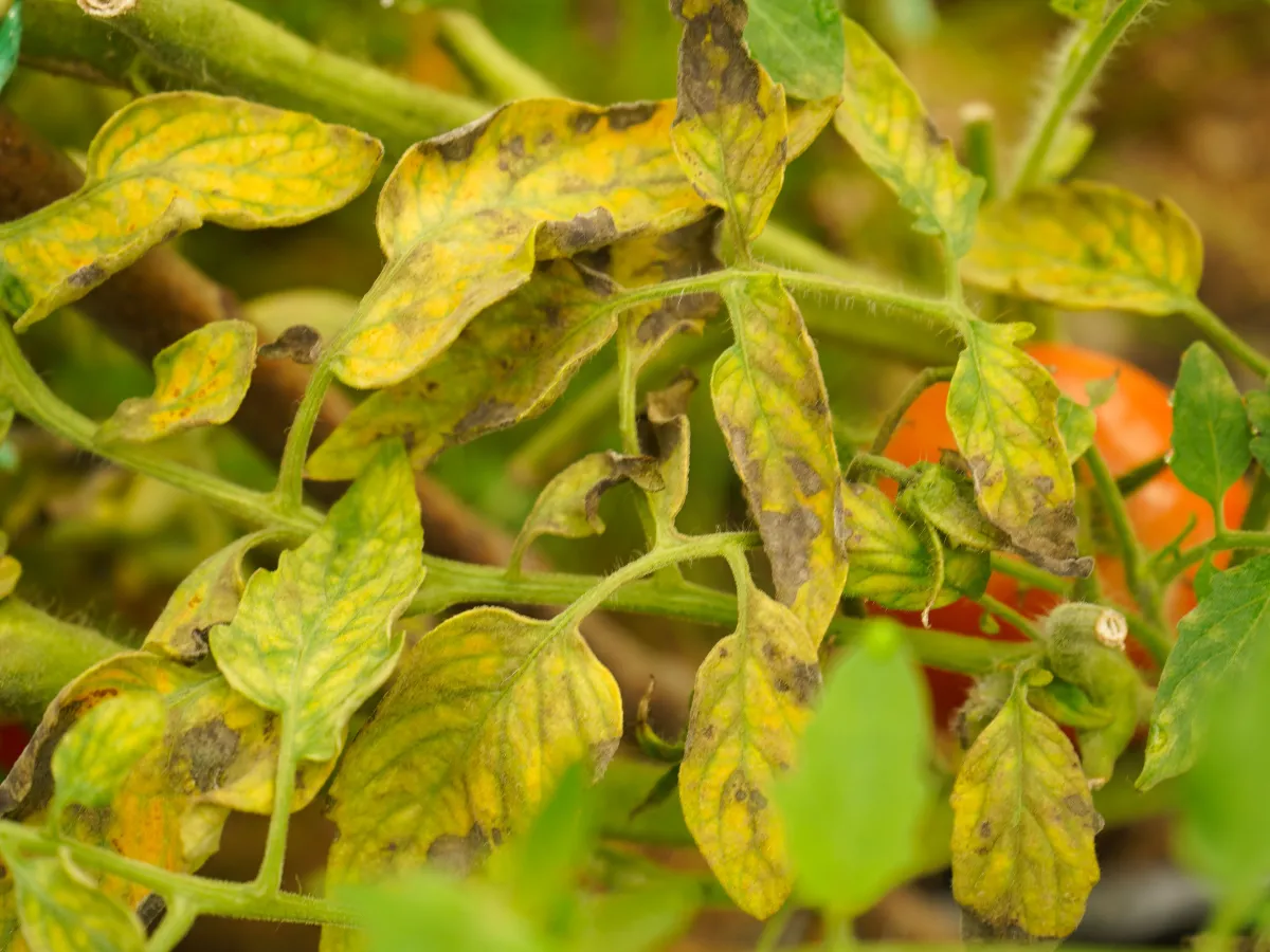 Ż&oacute;łkną liście pomidor&oacute;w, wskazując na problemy z uprawą. W tle widać dojrzewającego pomidora.