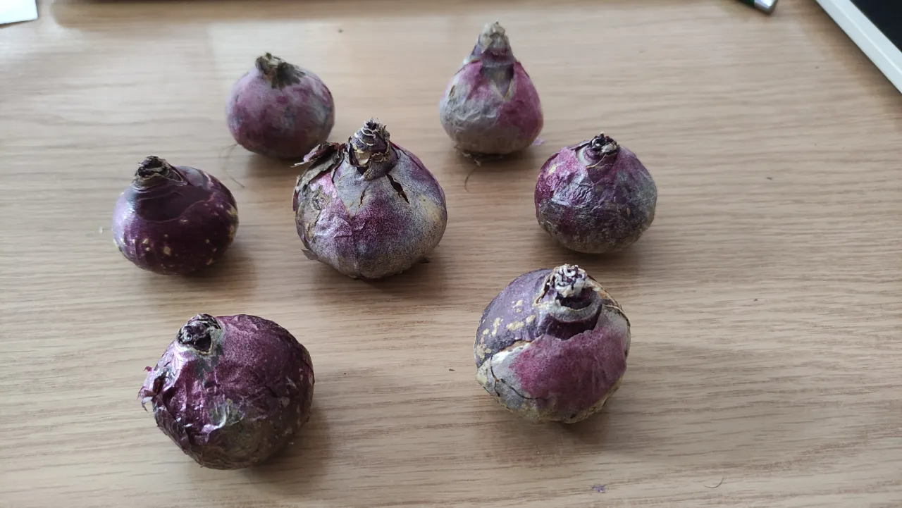 zdrowe cebule hiacynt&oacute;w