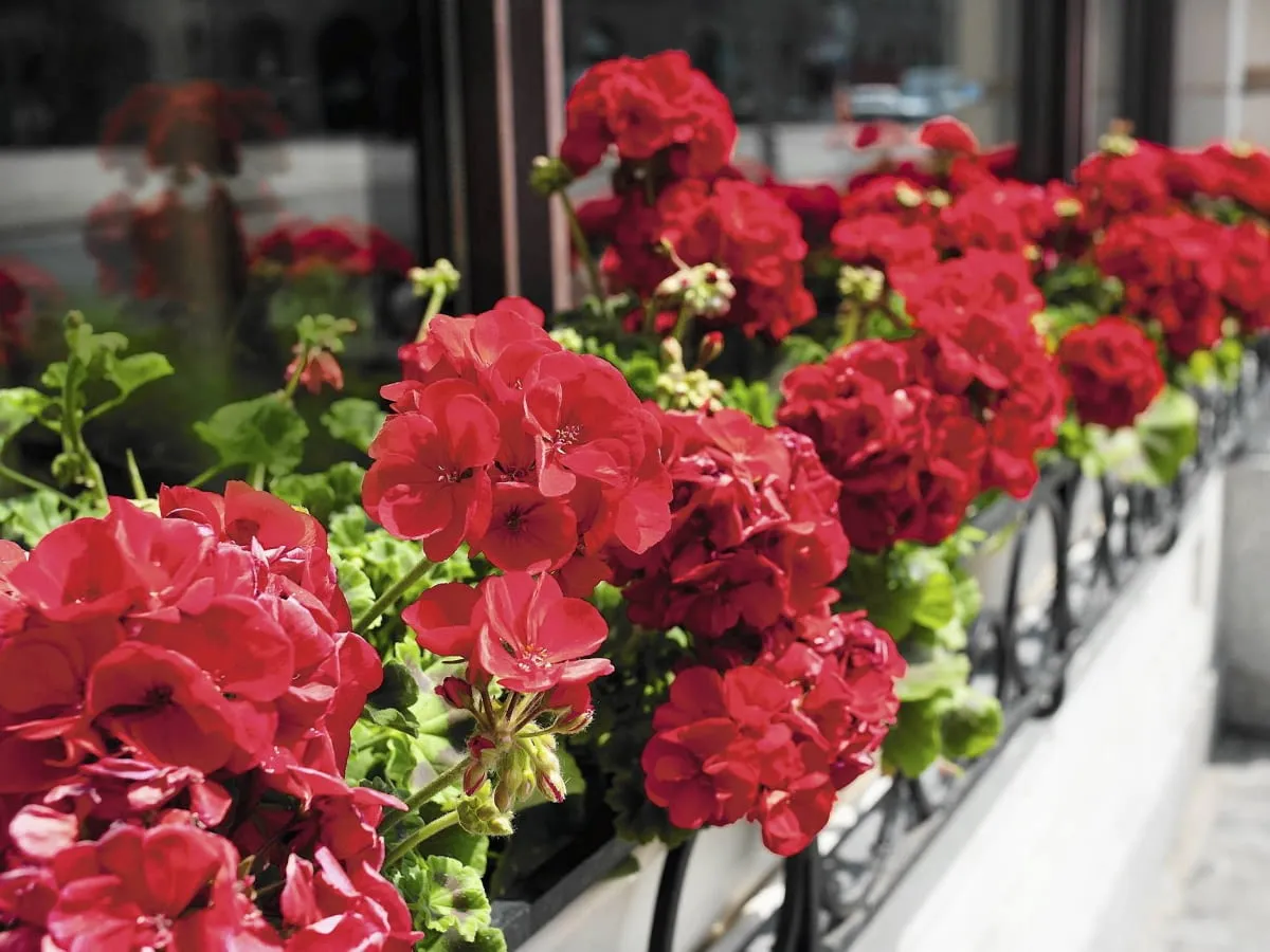 Kwitnące hortensje bukietowe w ogrodzie