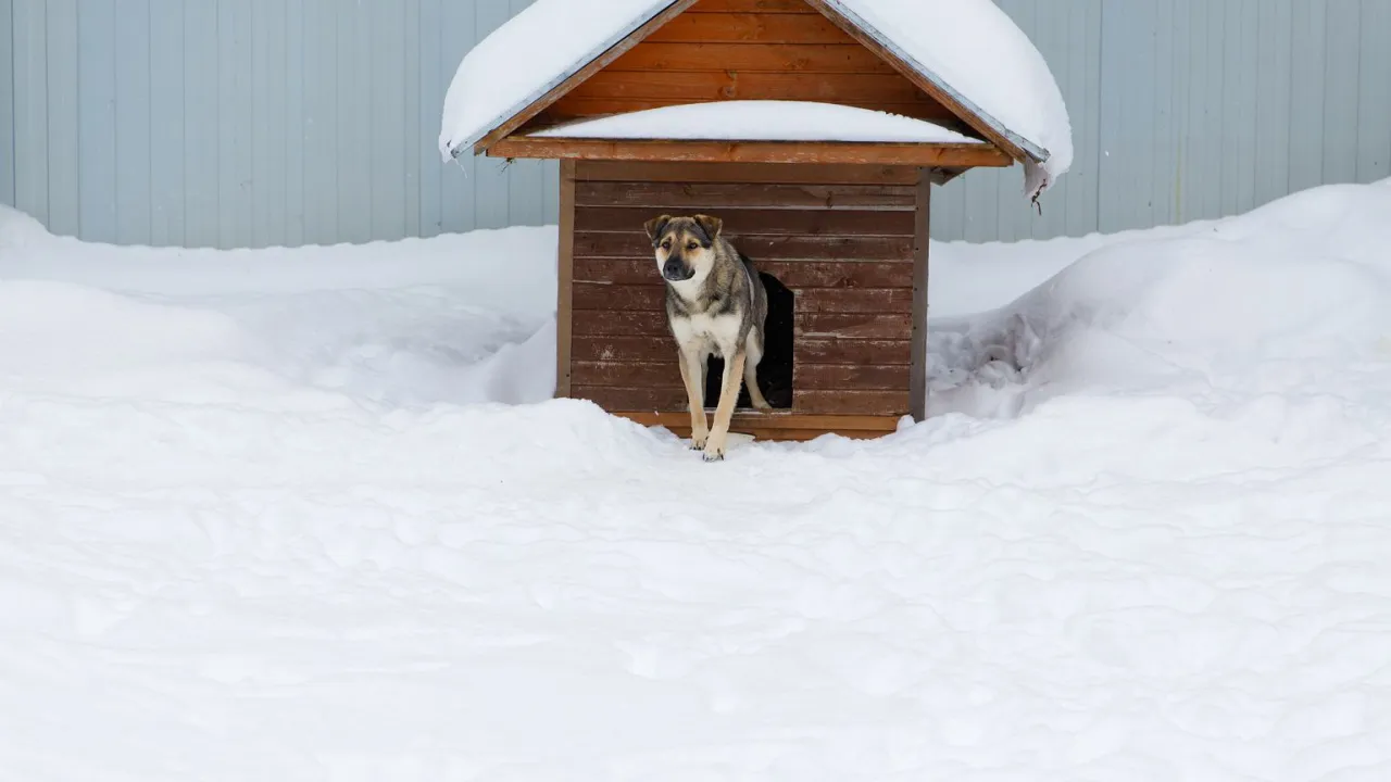 Pies w śniegu przy budzie. Zastanawiasz się, jak ogrzać budę dla psa zimą? Izolacja i sucha ściółka to podstawa.