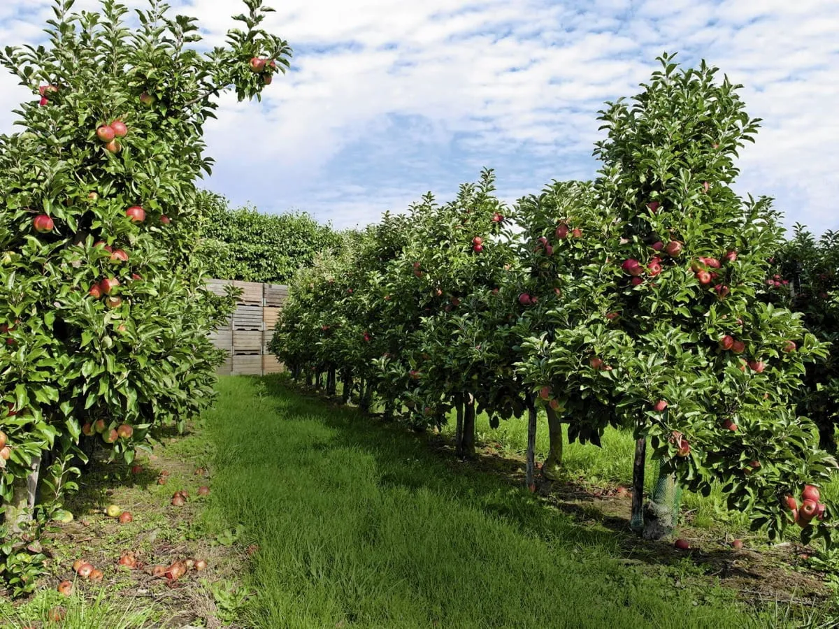 Małe drzewa ozdobne do ogrodu